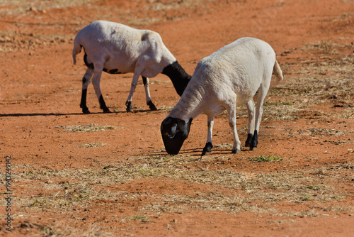 Two Dorper Sheep Grazing on Arid Ground in a Rural Setting  earth covered with sparse patches of grass.