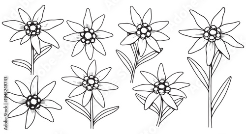 Detailed botanical sketches of edelweiss flowers in various orientations and stages.