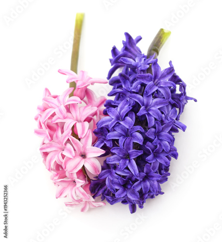 Pink and blue hyacinth flowers isolated on a white background.