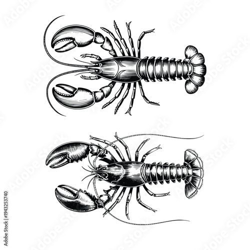 Two detailed vintage lobsters, one facing left other right, marine crustaceans, seafood ingredient, illustration, isolated black and white