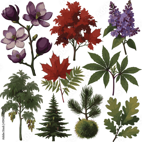 Create a Set of White Background Spring and Summer Plants, Trees and Bushes, Magnolia, Maple, Lilac, Castor, Acacia, Fir, Pine, Chestnut, Maple, Oak and Green Grass vector art with white background