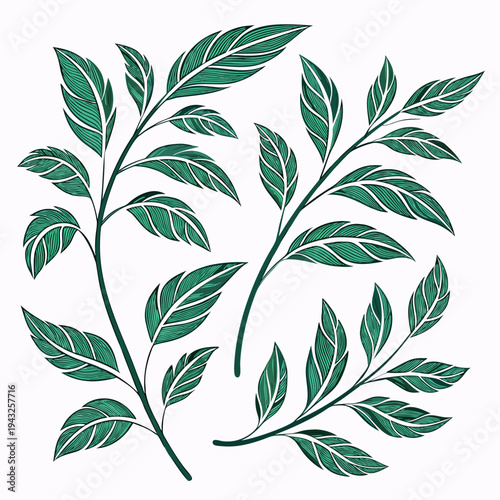 Tableau sur toile Two detailed botanical illustrations of green leafy branches, ideal for nature-i