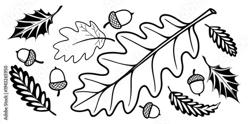 A collection of various types of leaves and acorns scattered around an oak leaf