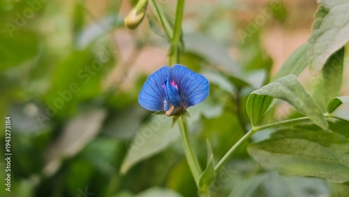 фотографія Close-up Blue Indian Pea Flower Lathyrus Sativus Grass Pea Bloom Stock Photo