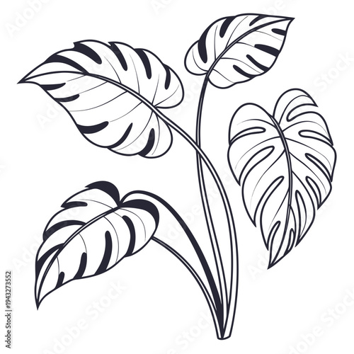 Monstera deliciosa leaf cluster drawing in black line art style showing Swiss cheese plant foliage for modern home decor and botanical wall design
