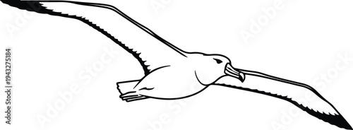 Silhouette albatross bird soaring with wide wingspan for marine nature vector design