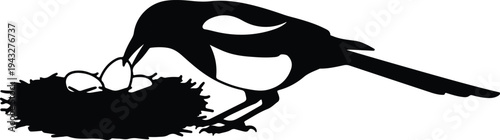 Silhouette magpie bird tending to eggs in a nest isolated vector design
