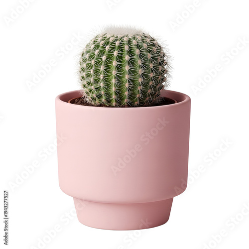 Small green cactus in a pink pot on a white background