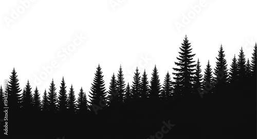 Silhouette of Evergreen Trees Forest.