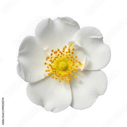 White rose flower with yellow center isolated on a transparent background
