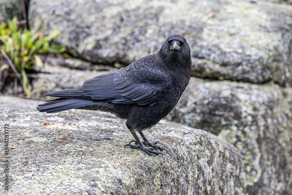 Fototapeta premium crow on a rock 