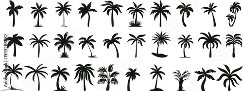 Variety of palm tree silhouettes for tropical and beach designs