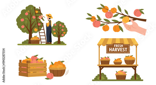 Farmer harvesting ripe peaches from trees and selling them at a fresh harvest market stall