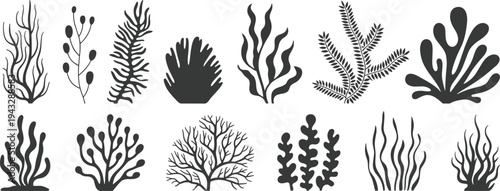 Collection of stylized black silhouettes of various aquatic plants and seaweed Keywords: seaweed, kelp, algae, aquatic plant