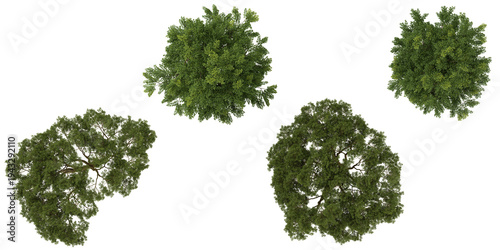 3d illustration of Tamarindus,Vachellia trees on transparent background from top view