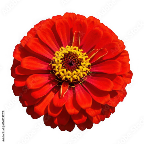 Red Zinnia Flower with Yellow Center isolated on a transparent background bloom