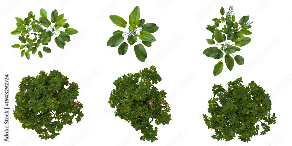 Fototapeta premium Collection of Echinodorus,brufmansia plants on transparent background from the top view