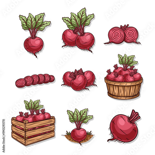 Beetroot collection set with whole bulbs green leaves and harvest crate vector