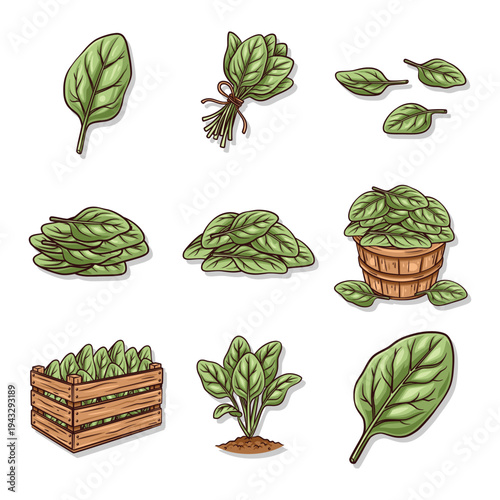 Fresh spinach leaf collection set with bundles harvest crate and growing plant