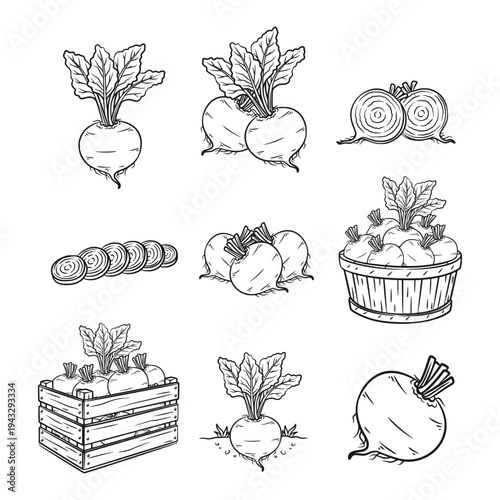 Beetroot line art collection set with whole bulbs leaves and harvest crate vector