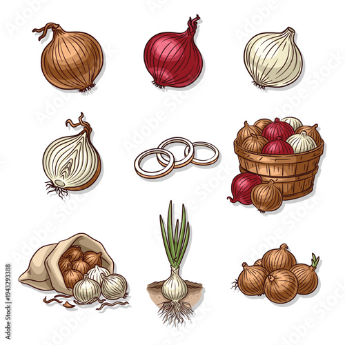 Onion collection set with red white and brown varieties hand drawn vector