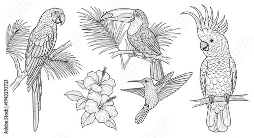 Collection of exotic birds and tropical flowers in a detailed line art style