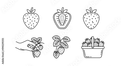 Collection of simple line art illustrations depicting strawberries and harvesting them