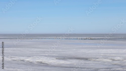 Winter Sea Landscape with Seagulls and Natural Ocean Sounds