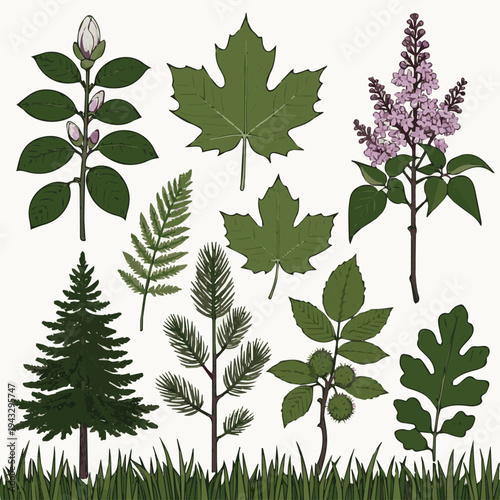  Set Isolated on White Background Spring and Summer Plants, Trees and Bushes, Magnolia, Maple, Lilac, Castor, Acacia, Fir, Pine, Chestnut, Maple, Oak and Green Grass vector art with white background