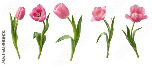 pink tulips isolated on a white background