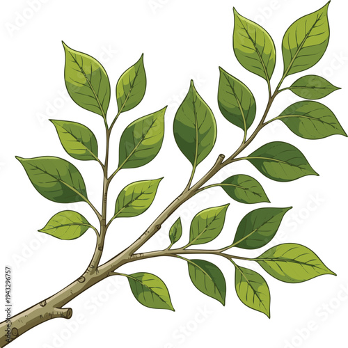 Create a Summer tree branch with fresh green leaves vector art with white background