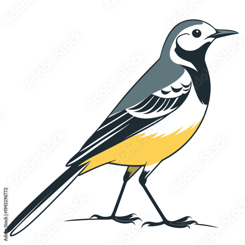 Wagtail Bird Illustration with Yellow Belly Vector

