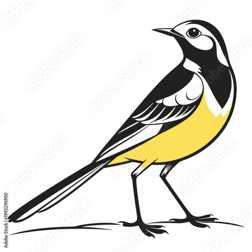 Wagtail Bird Illustration with Yellow Belly Vector

