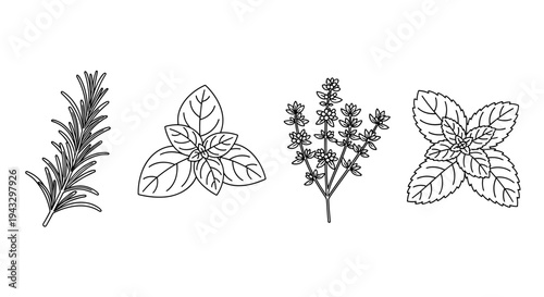 Collection of four popular culinary herbs in a simple line art style