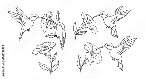 Delicate line art illustration of hummingbirds feeding from tropical flowers on a white background