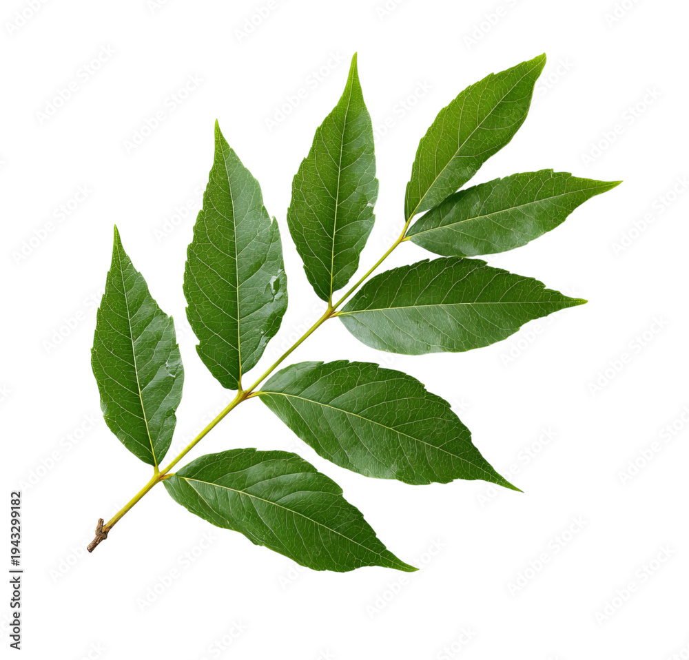 Obraz premium Green Ash Branch with Leaves isolated on a transparent background