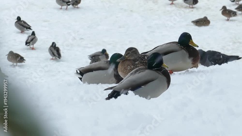 Wild ducks on the snowy shore of an unfrozen pond and snowfall