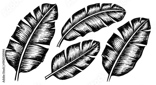 Black and white illustration of banana leaves in a vintage sketch style