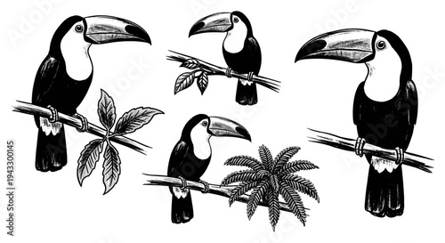 Collection of Toucans Perched on Branches with Tropical Foliage in Black and White