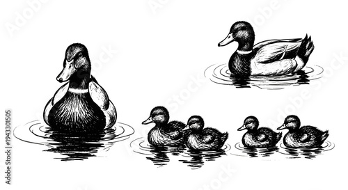 Charming black and white illustration of a mallard duck family swimming in calm water