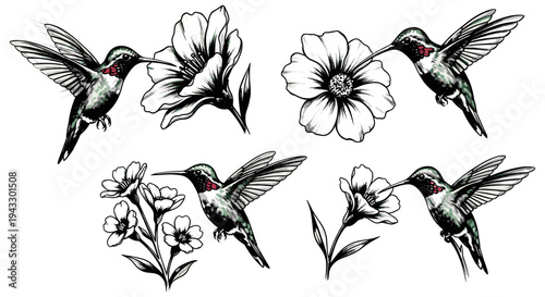 Hummingbirds and flowers illustration, a delicate dance of nature's beauty in flight