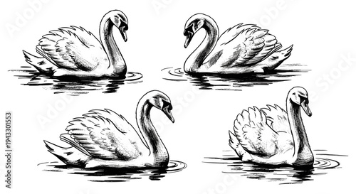 Elegant swans gracefully glide across the water in a charming black and white illustration