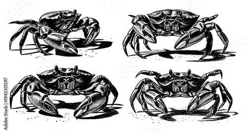 Four detailed black and white illustrations of crabs on a white background