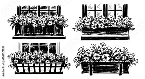 Collection of four hand-drawn window boxes overflowing with blooming flowers