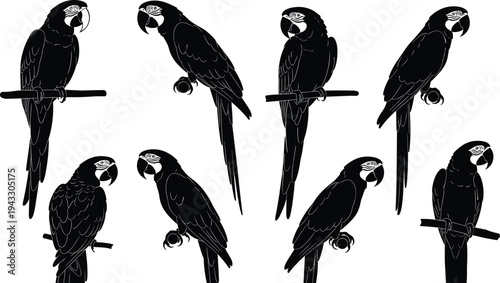 Macaw parrot silhouette collection featuring tropical birds sitting on branches for zoo and nature design cad drawing flat vector illustration.