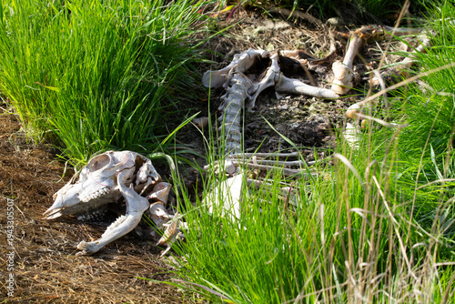 Deer Skeleton on Side of Road in Spring