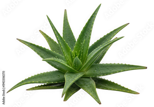 Green Aloe Vera Plant with Water Droplets isolated on a transparent background succulent