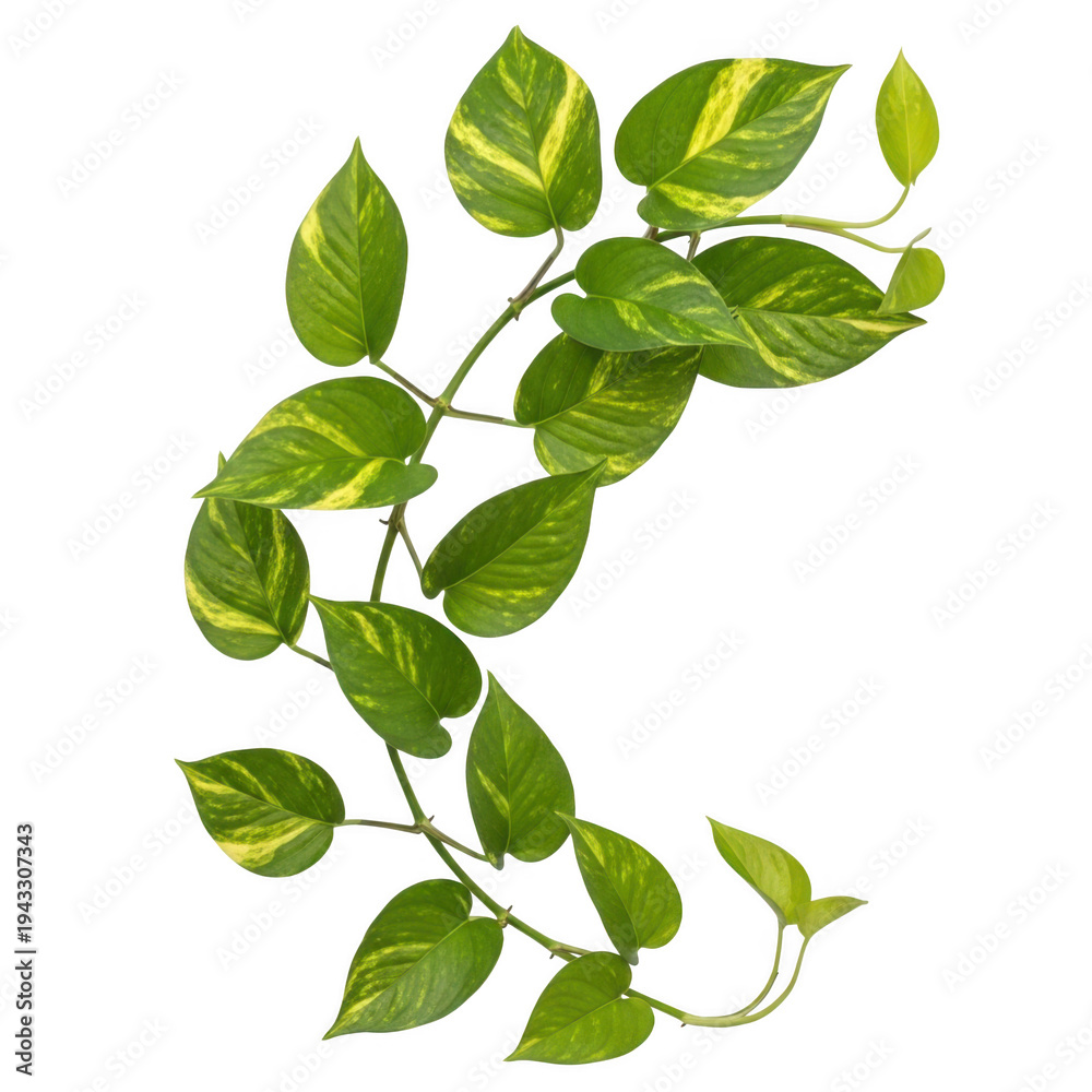 Fototapeta premium a green leafy vine with yellow spots
