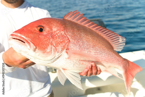 Photos Red Snapper