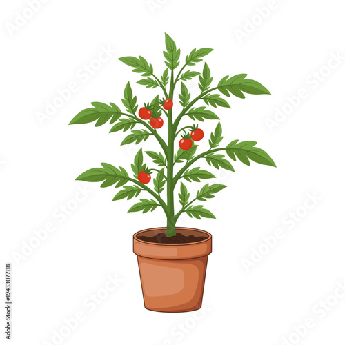Potted tomato plant with red ripe tomatoes in brown pot